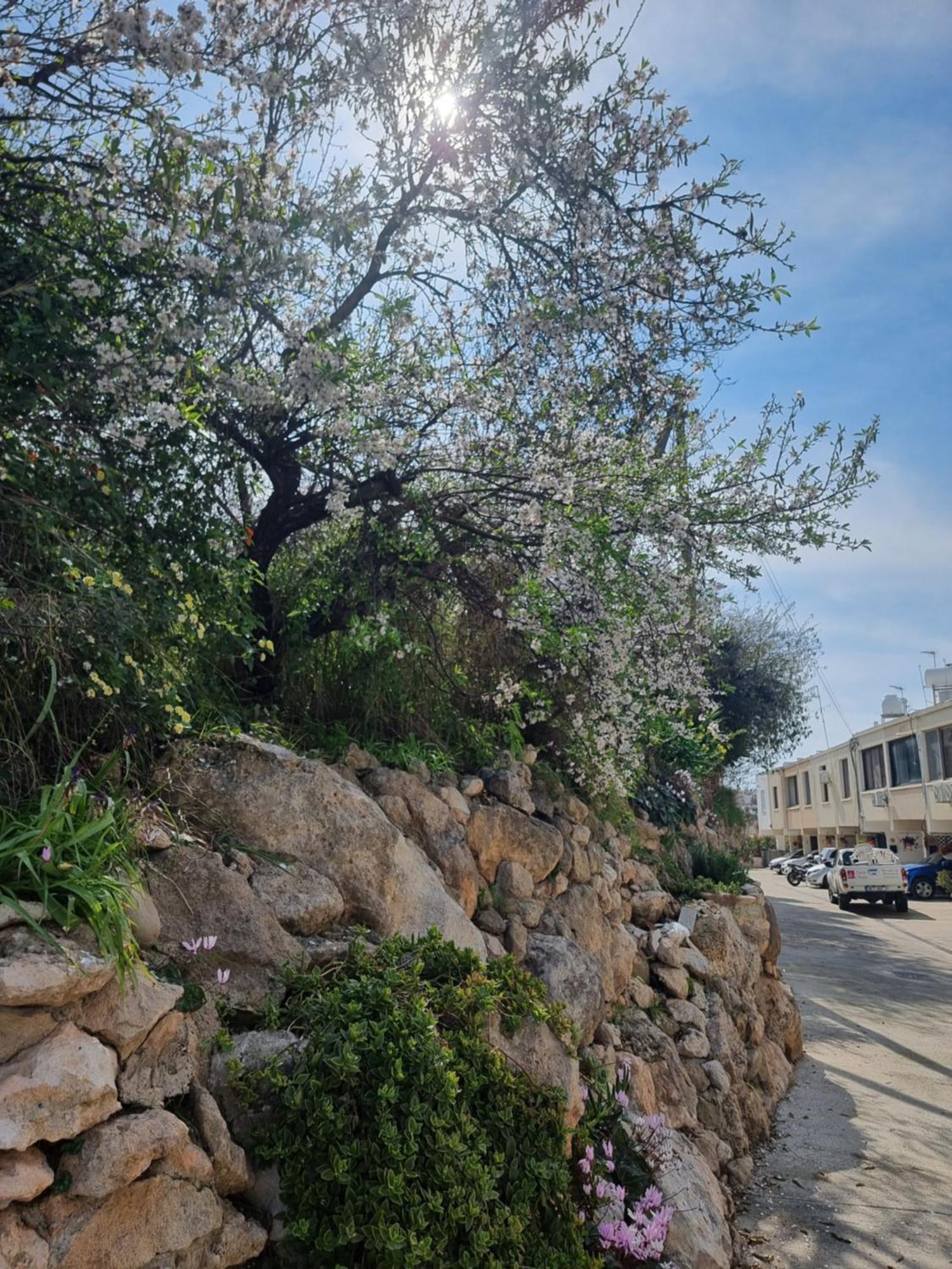 Mediterranean Valley Paphos Exterior photo